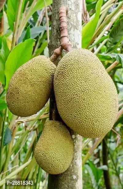 Baishnab  Live hybrid jackfruit plants JackXt Jack-thumb0