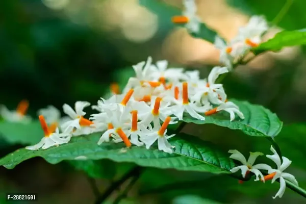 Baishnab  NIGHT JASMINE FLOWER PLANT Night Bloom Ja