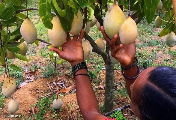 Baishnab  Fruitful Mango956 Mango Plant