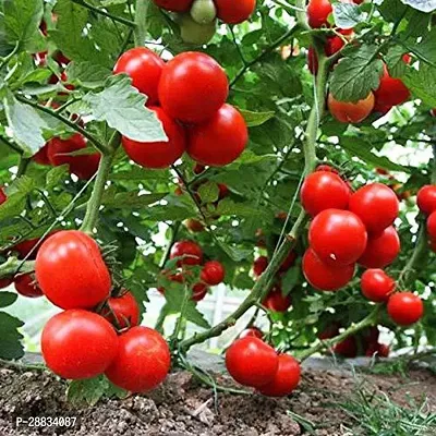 Baishnab tomato seed 2500 ps fgyHybrid Cherry Tomato 1 Packet Seeds2500PIECE-thumb0