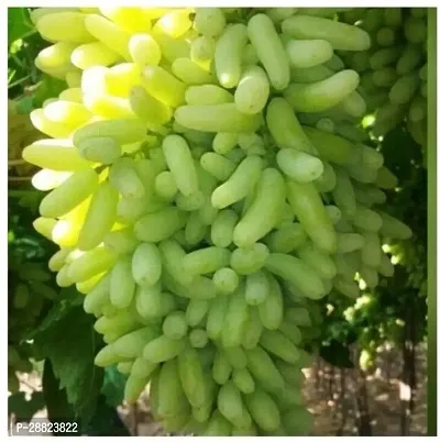 Baishnab  URTMK5 Grapes Plant