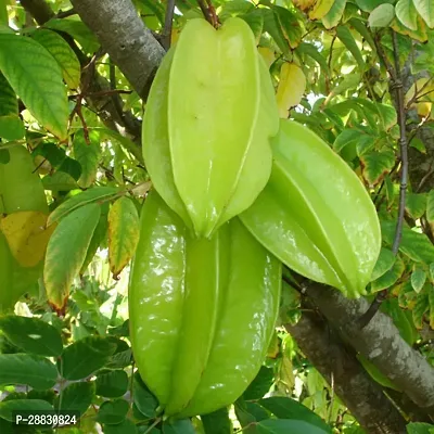 Baishnab  GCY Star Fruit Carambola Grafted Plant