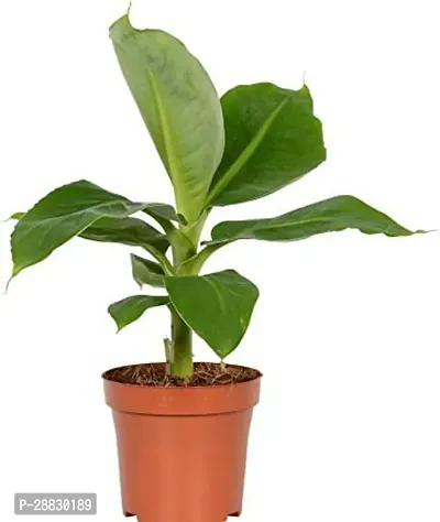 Baishnab  Banana plant with pot hybrid pack of 1-thumb0