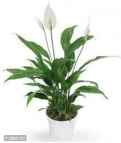 Baishnab  EGLFD1710 Peace Lily Plant-thumb0