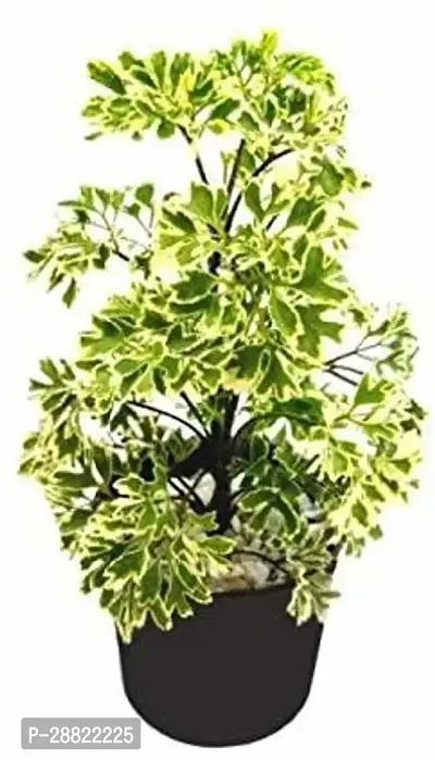 Baishnab  raARALIA55 b Aralia Plant-thumb0