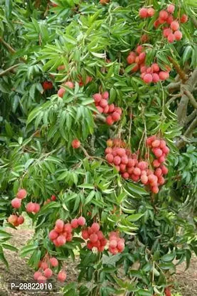 Baishnab  Litchi Plant Live Plant CF30114 Litchi