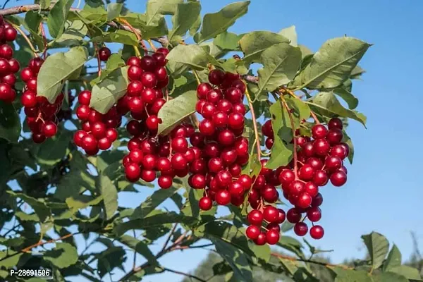 Baishnab Cherry Fruit Plant Cherry Fruit Live PlantCF00031-thumb0