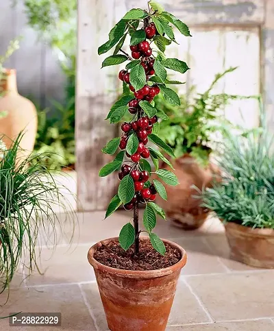 Baishnab  Cherry Fruit Live PlantCF01 Cherry Frui