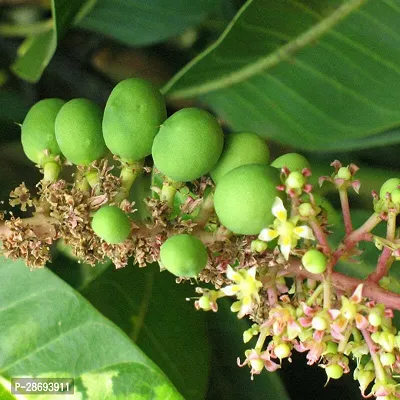 Baishnab Mango Plant all time thai mango plant (grafted) 2-thumb3