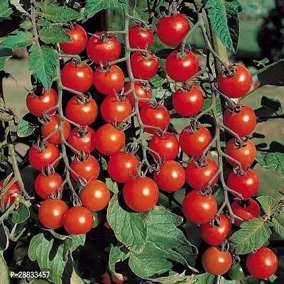 Baishnab Earth Seeds R 82TOMATO46145PIECE-thumb2