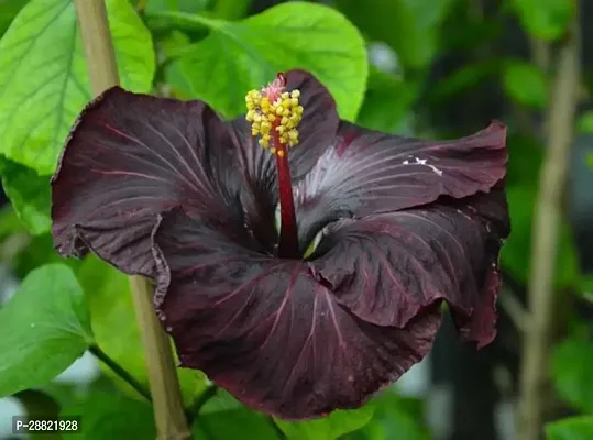 Baishnab  Hybrid Hibiscus Flower Live PlantCF342-thumb0