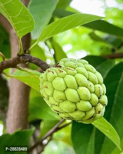 Baishnab  Custard Apple Live Plant Disha3090150