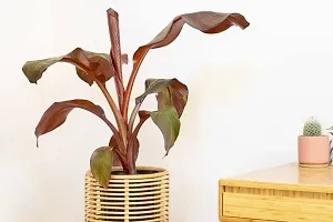 Baishnab Banana Plant Red banana live plant-thumb1