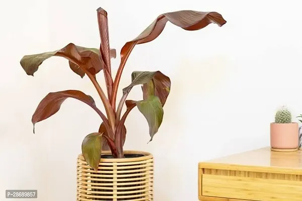 Baishnab Banana Plant Red banana live plant-thumb2