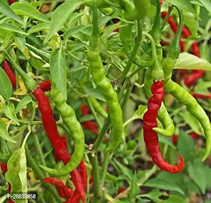 Baishnab CHILLI SEEDS 200 per packetLL  rbC65   BEST SELLER FARMER CHOICE PREMIUM 100 percent GERMINATION 200 SEEDS OF F1 HYBRID  CHILLIMIRCHI OR MIRCH.200PIECE-thumb0