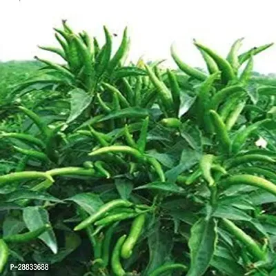 Baishnab w 81C52   BEST SELLER FARMER CHOICE PREMIUM 100 percent GERMINATION 200 SEEDS OF F1 HYBRID  CHILLIMIRCHI OR MIRCH.10PIECE-thumb0