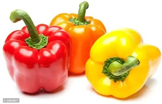 Baishnab Capsicum seed 200 ps tIND 14   BEST QUALITY HYBRID HIGH PRODUCTION F1 CAPSICUM MIX SEED OF CAPSICUM HIGH IN TASTE   SHIMLA MIRCH PACK OF 200 SEEDS   GERMINATION IMPORTED SEED PACK OF 150 SEEDS200PIECE