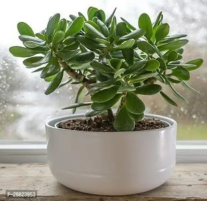 Baishnab  Jade Live Plant Good Luck Plant CF1061