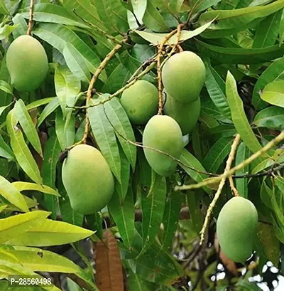 Baishnab Mango Plant Treeland mango plant-thumb0