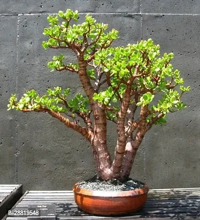 Baishnab  CRASSULA OVATA  JADE PLANT  Jade Plant