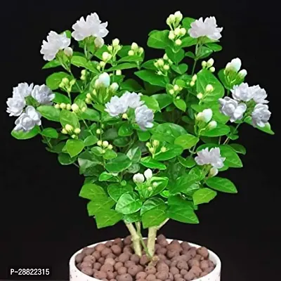 Baishnab  Indian JasmineMogra PlantCFA56 Night