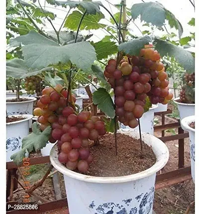 Baishnab  t10111 Grapes Plant-thumb0