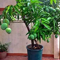 Baishnab Mango Plant aaravMANGO58-thumb2