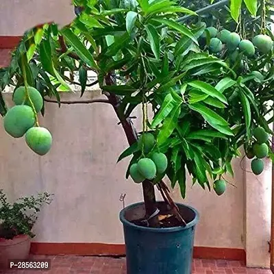 Baishnab Mango Plant aaravMANGO58-thumb3