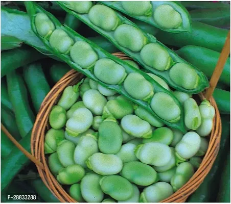 Baishnab Beans seed per 100 per packet Broad Bean Seeds100PIECE