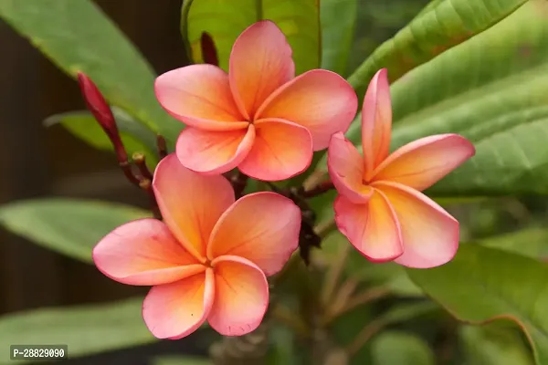 Baishnab  Plumeria Flower red white  Live Plant CF-thumb0