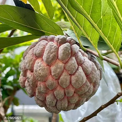 Baishnab  Custard Apple Live Plant CF0079 Custard