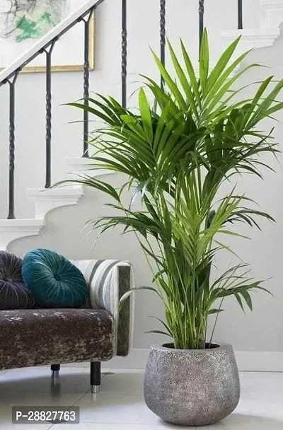 Baishnab  Y321 Areca Palm-thumb0