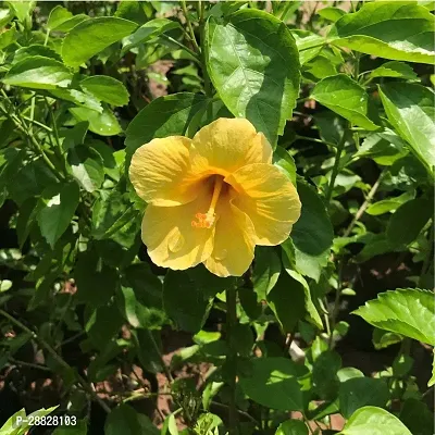 Baishnab  Hibiscus Yellow Plant CF70053 Hibiscus-thumb0