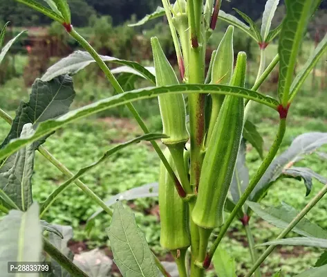 Baishnab Earth Seeds P198BHINDI63100PIECE