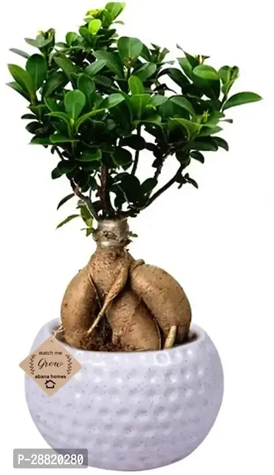 Baishnab  TIGbonfic45 Ficus Plant-thumb0