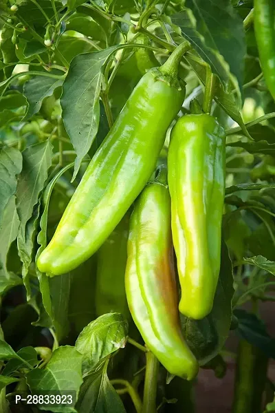 Baishnab chilli seed 250 ps giioBig Jim Chilli Pepper seedsHigh Productivity Imported Vegetable Seeds250PIECE