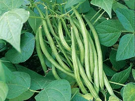 Baishnab Beens seed 20 per packet   rbBeans Seed 20 Per Packet20PIECE-thumb1