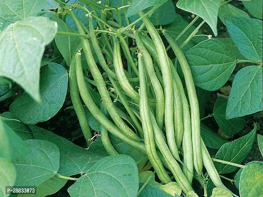 Baishnab Beens seed 20 per packet   rbBeans Seed 20 Per Packet20PIECE-thumb2