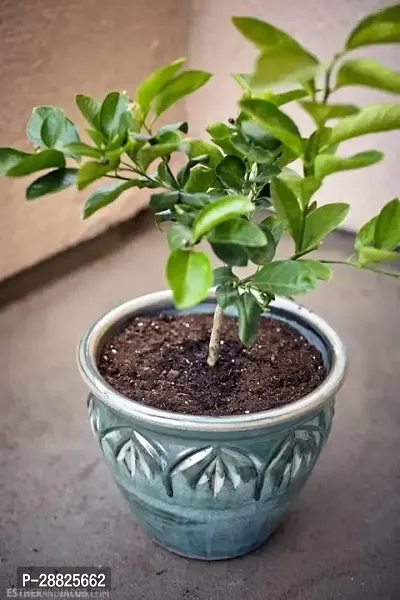 Baishnab  lii111 Lemon Plant-thumb0