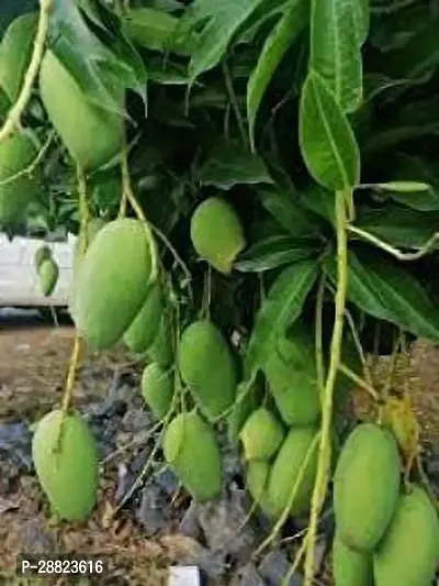 Baishnab  All time Vastara mango plant Mango Plant