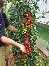 Baishnab Tomato seed 1000ps hbjhbDIV   353 Cherry Tomato Organic Tamatar Seeds 500 Beej AW48500PIECE-thumb1