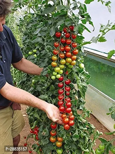 Baishnab Tomato seed 1000ps hbjhbDIV   353 Cherry Tomato Organic Tamatar Seeds 500 Beej AW48500PIECE-thumb2