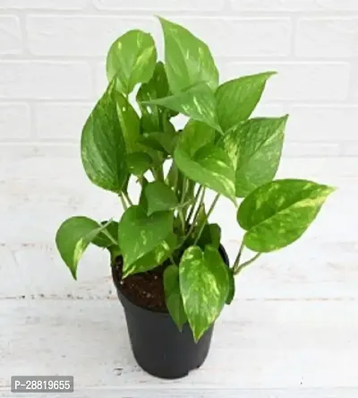 Baishnab  y011 Money Plant