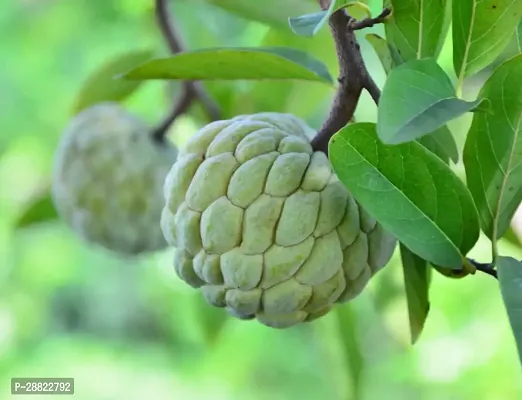 Baishnab  Custard Apple PlantCFA31 Custard Apple