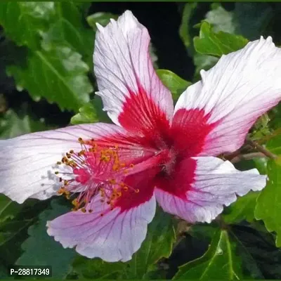 Baishnab  Hibiscus plant 30 Hibiscus Plant