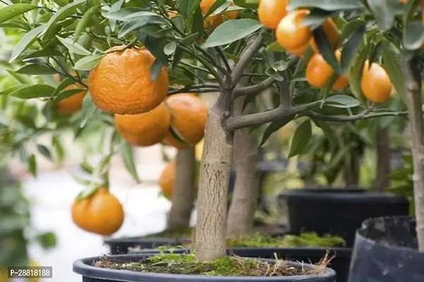 Baishnab  Sweet Orange Fruit Plants 9 Orange Plant-thumb0