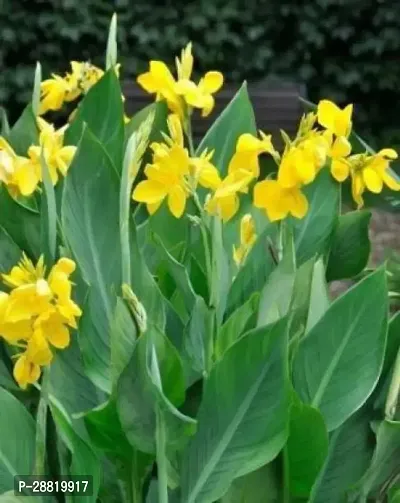 Baishnab  Canna Lily Plant23 Canna Lily Plant-thumb0