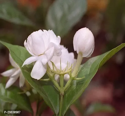 Baishnab  MOTI49 Mogra Flowering Plant