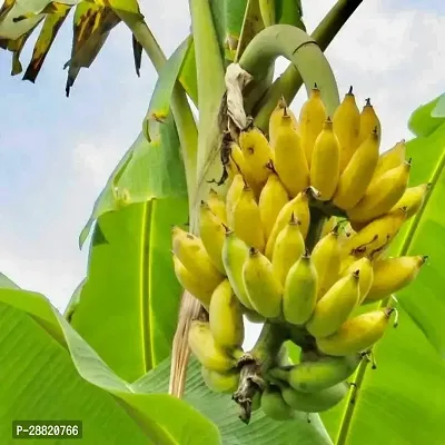 Baishnab  Rajapuri Banana Plant Banana Plant-thumb0