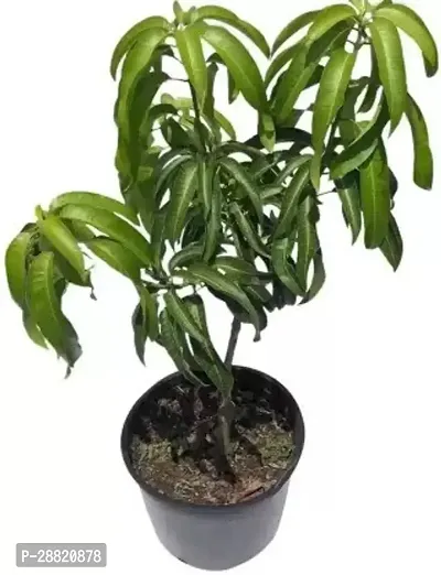 Baishnab  qm01 Mango Plant